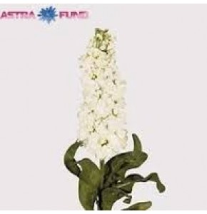 ΒΙΟΛΑ  ΛΕΥΚΗ....-MATTHIOLA  AIDA WHITE